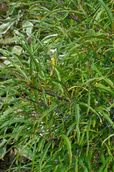 Rhamnus frangula 'Asplenifolia', schmalblättrig, 40–60 cm