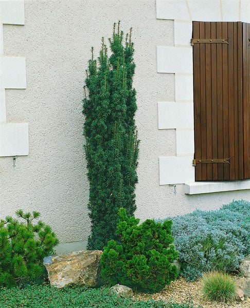 Säulenförmige Eibe im Gartenbeet vor Hauswand