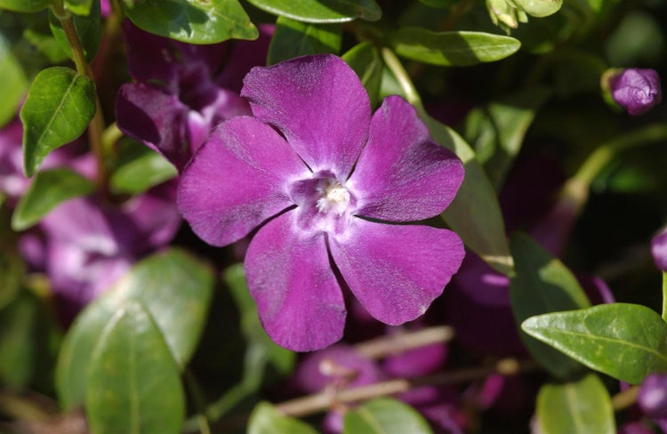 Vinca minor 'Rubra', Immergrün, rosa Blüten, ca. 9x9 cm Topf