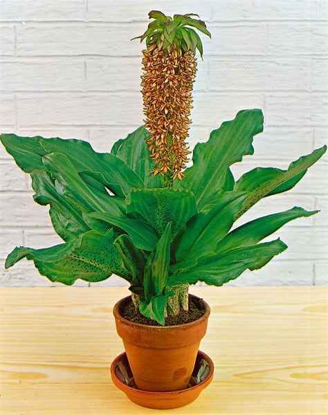 Eucomis bicolor, Ananasblume, zweifarbig, ca. 9x9 cm Topf