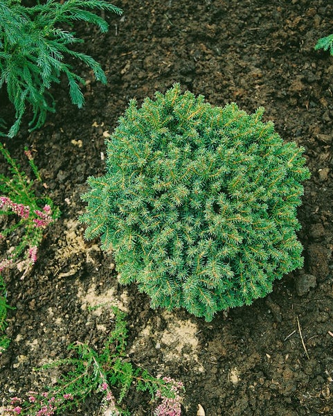 Kissenförmige Zwergfichte im Gartenbeet