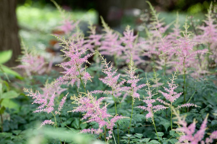 Astilbe glaberrima 'Hennie Graafland', rosa Blüten, ca. 9x9 cm Topf
