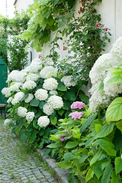 Hydrangea arborescens 'Annabelle', Schneeballhortensie, weiß, 60–80 cm