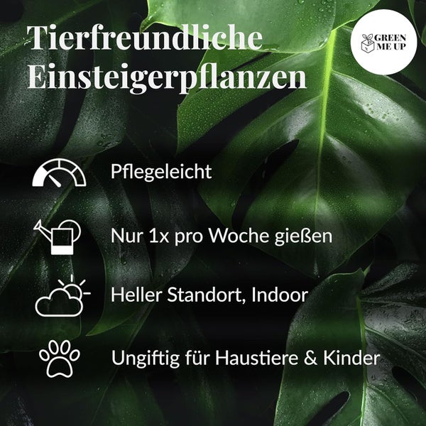6er Box Zimmerpflanzen Happy Cat – Tierfreundliches Set mit Zwergpfeffer, Bergpalme, Nestfarn, Schwertfarn & Glückskastanie - Höhe 15-70 cm - Töpfe 10,5-17 cm