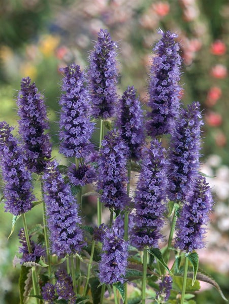 Agastache rugosa 'Black Adder', Duftnessel, violett, ca. 11x11 cm Topf