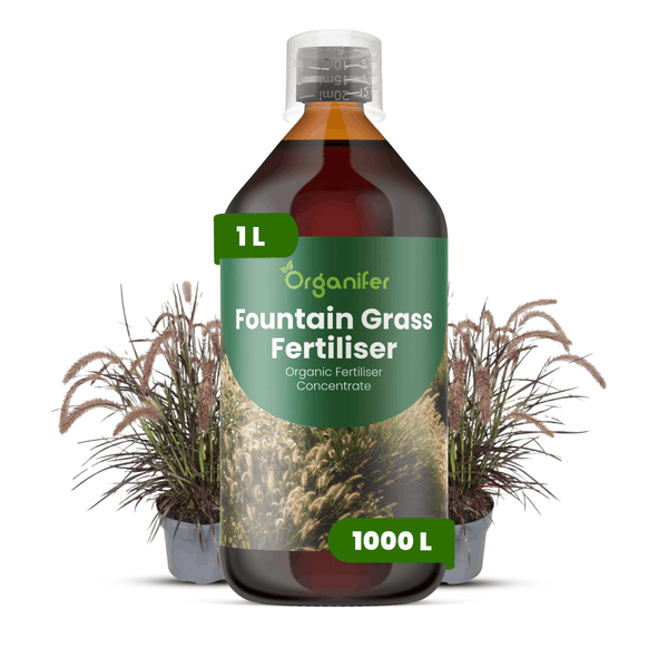 Organifer Lampenputzergras-Dünger, 1 Liter Flasche, organisches Düngerkonzentrat für 1000 Liter Gießwasser.