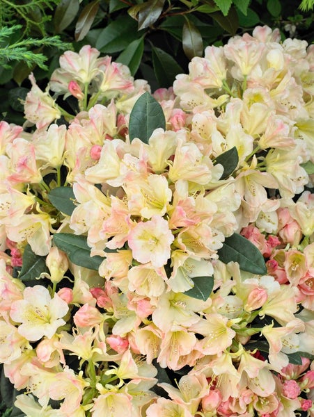 Rhododendron yakushimanum 'Percy Wiseman', rosa-weiß, 30–40 cm