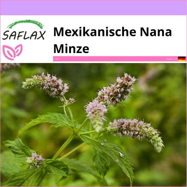 SAFLAX  - Mexikanische Nana Minze - Mentha spicata Nane - 500 Samen