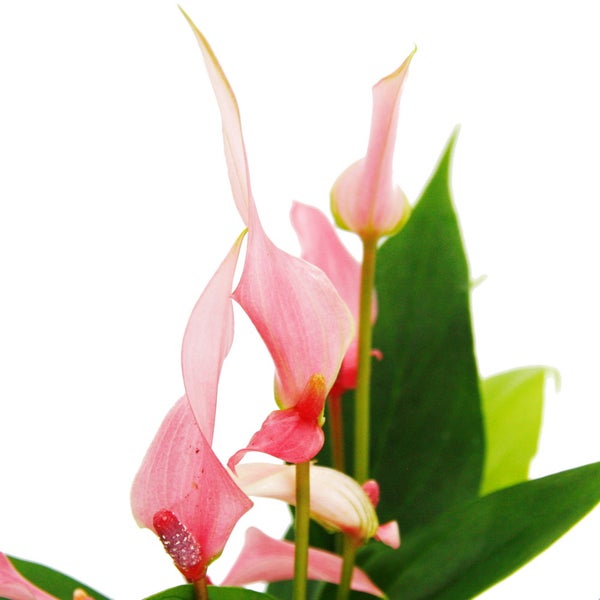Kleine Flamingoblume Anthurium andreanum Baby-Anthurie Mini-Pflanze 7cm Topf kleinblütig rosa blühend Lilli