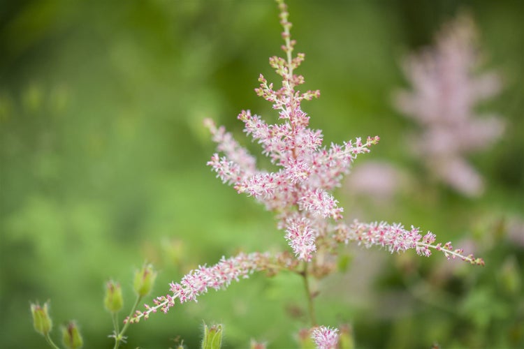 Astilbe glaberrima 'Hennie Graafland', rosa Blüten, ca. 9x9 cm Topf