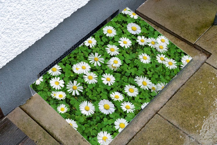Lichtschachtabdeckung aus Acryl | Kellerschacht-Abdeckung | Schneeschutz | Regenschutz | Schutz gegen Schmutz, Schimmel, Laub und Schnee | Gänseblümchen | Rasen | Gras | Blumen | Pflanzen | Dekorativ mit Motiv 110x55 cm
