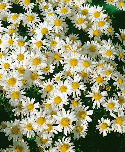 Chrysanthemum Arcticum-Hyb. 'Schwefelglanz', schwefelgelb, ca. 9x9 cm Topf
