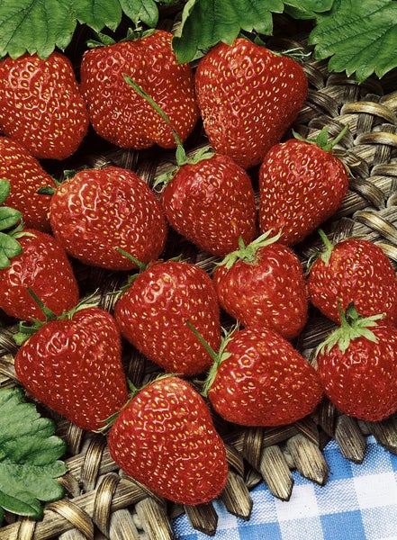 Fragaria vesca 'Ostara', Walderdbeere, rot, ca. 9x9 cm Topf