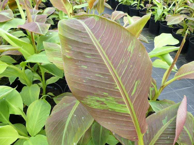 Bananenstaude Banane Musa-acuminata-Siam-Ruby, Banane 80 - 100 cm, Banane, Staude