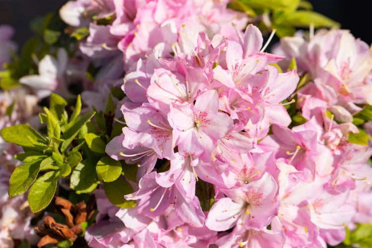 Rhododendron obtusum 'Negligé', Azalee, rosa Blüten, 15–20 cm