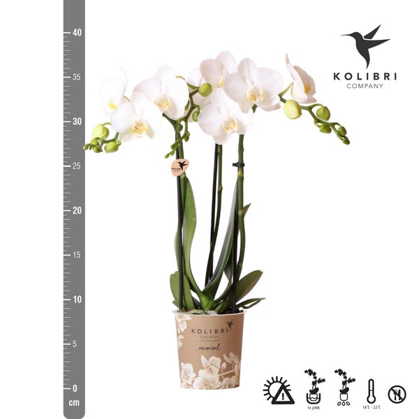 Kolibri Orchids weiße Phalaenopsis-Orchidee Amabilis Topfgröße 9cm blühende Zimmerpflanze frisch vom Züchter