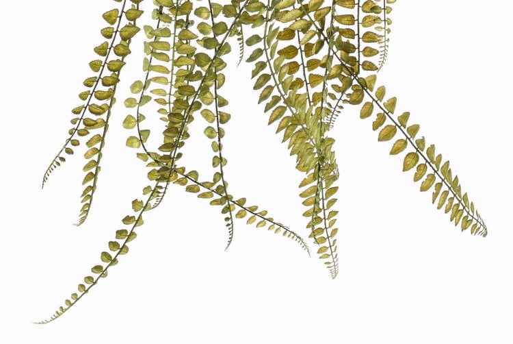 Künstlicher hängender Farn mit filigranen Blättern zur Dekoration.