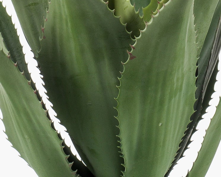 Nahaufnahme einer Agave mit grünen dickfleischigen Blättern und gezackten Rändern.