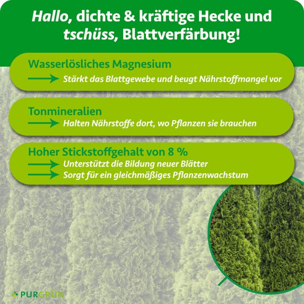 Infografik für PURGRÜN Heckendünger mit Vorteilen von Magnesium, Tonmineralien und 8 Prozent Stickstoff für dichte Hecken sowie PURGRÜN Logo.