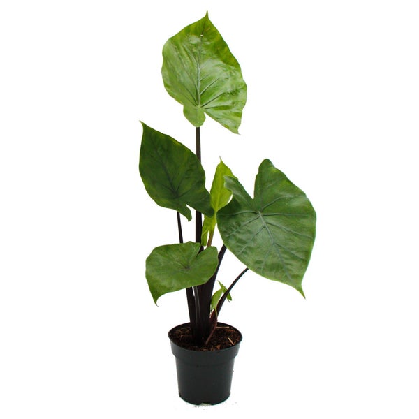 Alocasia Black Cobra - Schwarze Kobra - Elefantenohr - Pfeilblatt - 14cm Topf