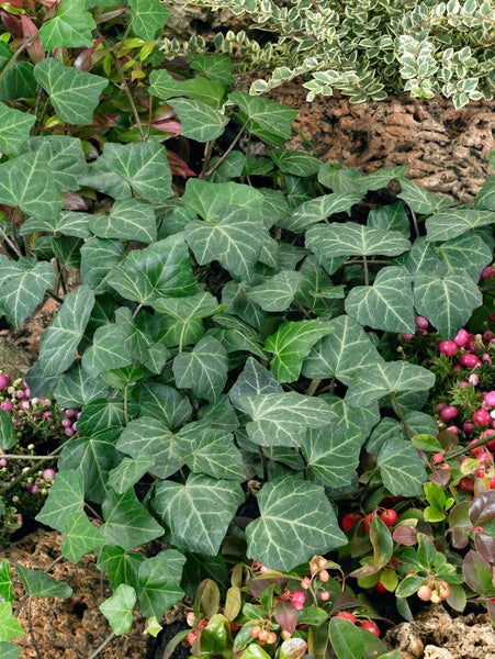 Hedera helix 'Woerner', Efeu, immergrün, 80–100 cm