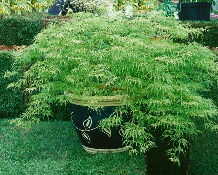 Acer palmatum 'Dissectum Viridis', Grüner Fächerahorn, 30–40 cm