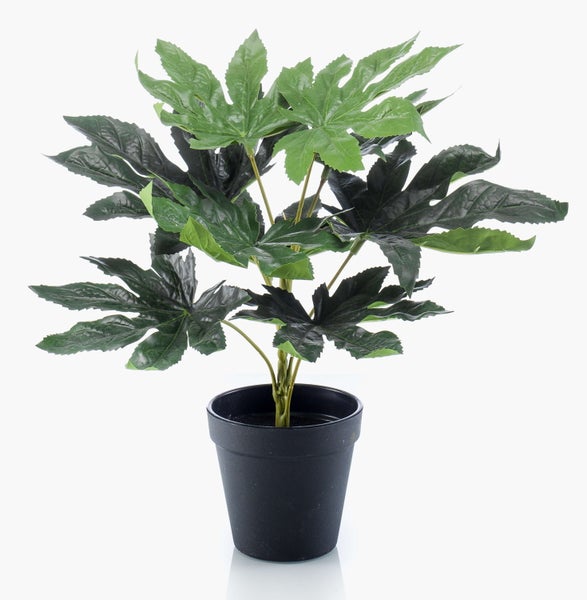 Nahaufnahme einer künstlichen Aralie mit großen gelappten grünen Blättern.