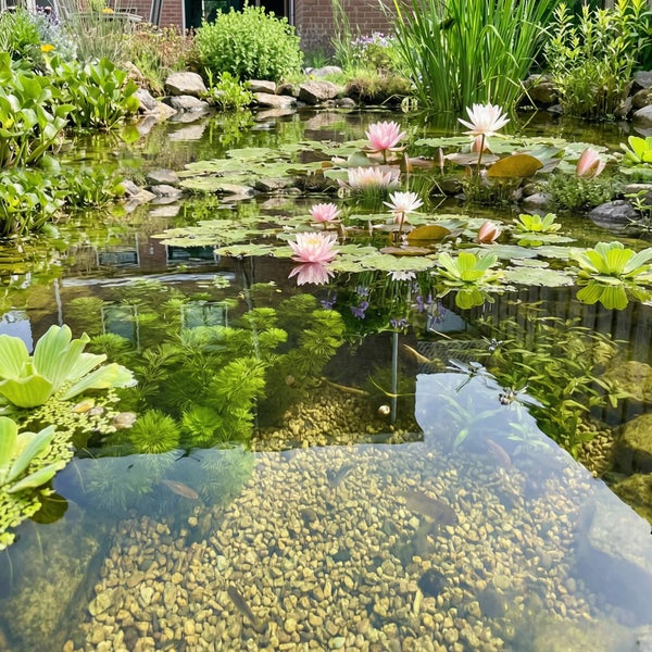 Hell gestalteter Gartenteich mit Seerosen, Wasserpflanzen, Fischen und Kiesgrund, umgeben von Steinen und dichter Bepflanzung.