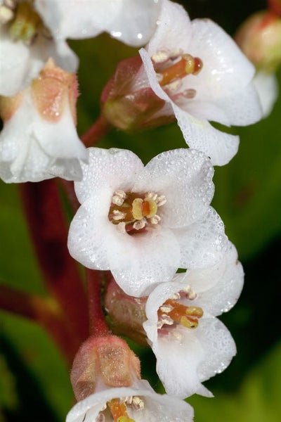 Bergenia stracheyi 'Brahms', Riesensteinbrech, rosa Blüten, ca. 11x11 cm Topf