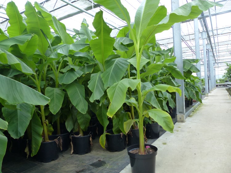 Mehrere Bananenpflanzen in Töpfen