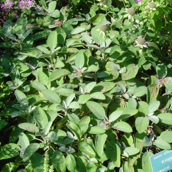 Salbeipflanze im Gartenbeet