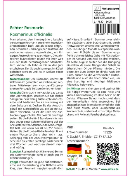 SAFLAX Garden to go - Echter Rosmarin - Rosmarinus officinalis - 100 Samen - Mit Topf, Klima - Deckel und Anzuchtsubstrat