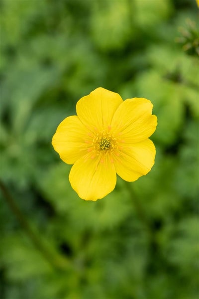 Gelbe Hahnenfußblüte im Nahbereich