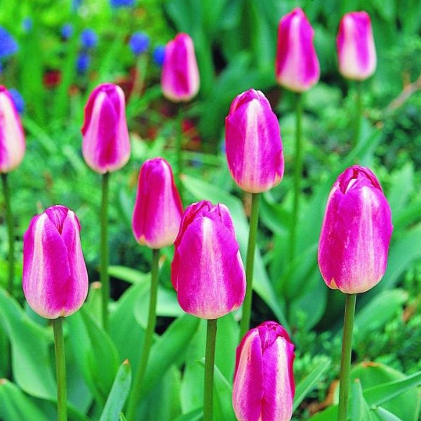 Nahaufnahme von rosa Tulpen im Garten