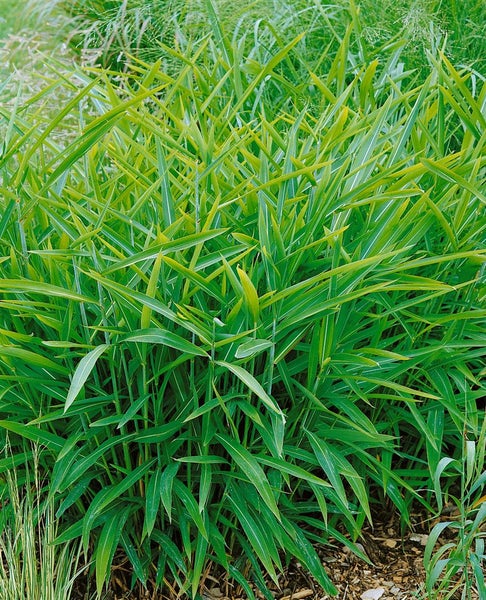 Japanisches Blutgras im Gartenbeet