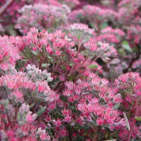 Nahaufnahme einer Fetthenne mit rosa Blüten