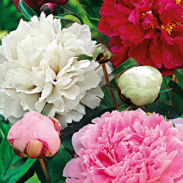 Goldene Wandleuchte mit rundem, durchbrochenem Lampenschirm an der Wand