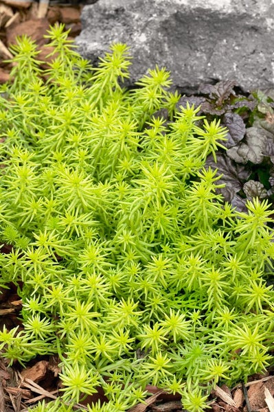 Gold-Fetthenne, eine krautige Pflanze für den Garten