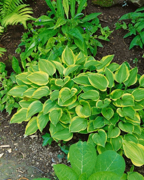 Funkie Pflanze im Gartenbeet