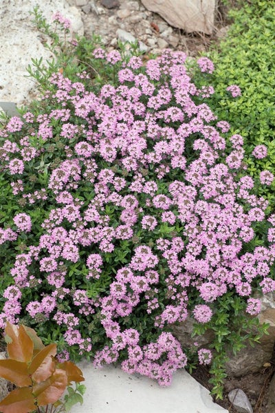 Thymus longicaulis 'Odoratus', Thymian, aromatisch, ca. 9x9 cm Topf