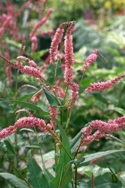 Blütenstand des Schlangen-Knöterichs im Garten