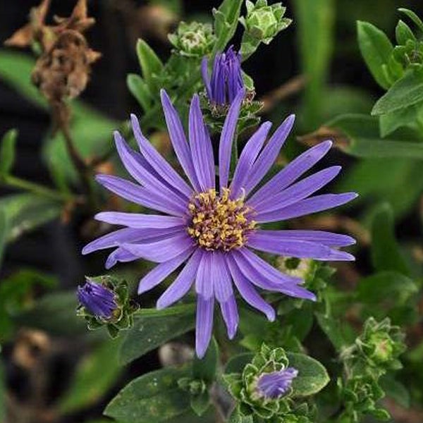 Nahaufnahme einer lila Raublatt-Aster-Blume