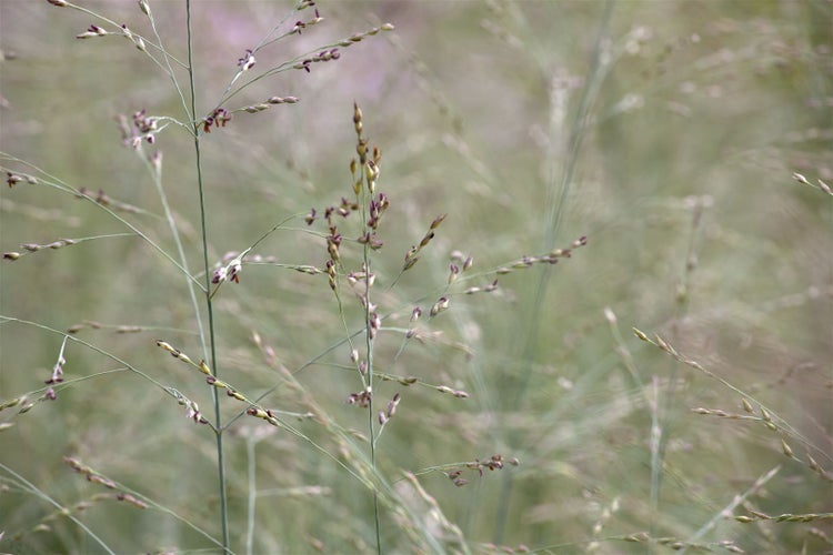 Panicum virgatum 'Prairie Sky', Rutenhirse, ca. 9x9 cm Topf