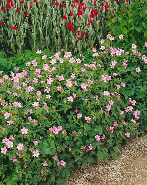 Beet mit Storchschnabel und anderen Gartenpflanzen