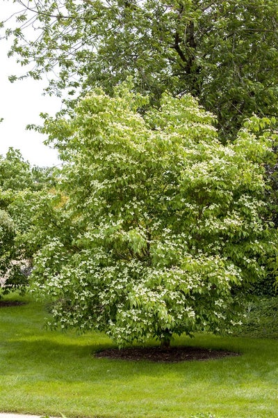 Cornus kousa chinensis 'China Girl', Chinesischer Blumen-Hartriegel, 100–125 cm