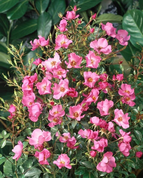 Rosa 'Fortuna', Rose, pink, 5-7,5 Liter Container