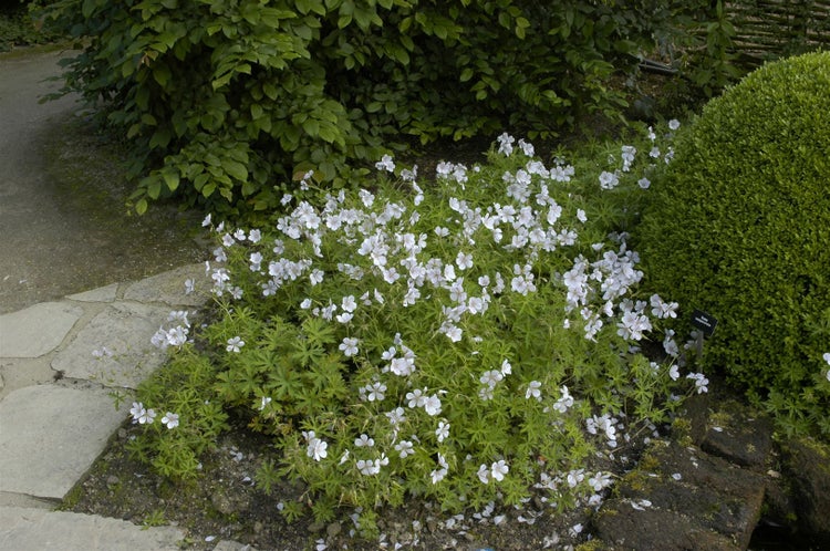 Geranium clarkei 'Kashmir White', Storchschnabel, weiß, ca. 9x9 cm Topf