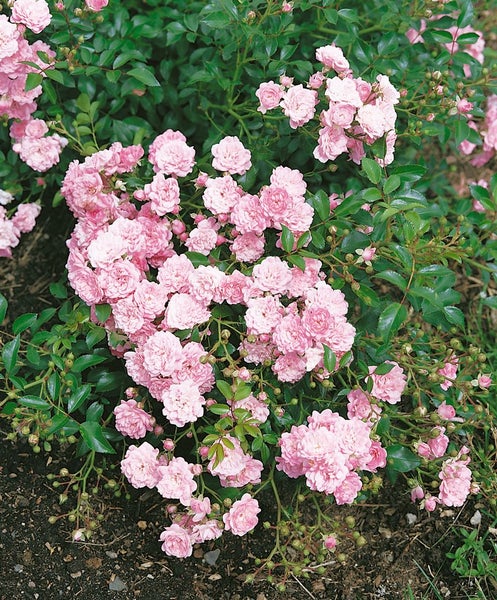 Rose mit üppigen rosa Blüten und grünen Blättern.