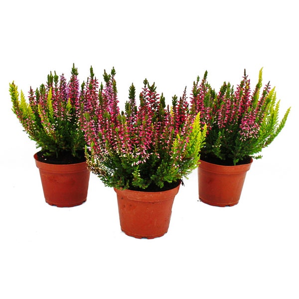 Calluna vulgaris Set mit 3 Pflanzen Besenheide Heidepflanze winterhart 11cm Topf mehrfarbig