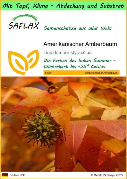 SAFLAX Garden to go - Amerikanischer Amberbaum - Liquidamber styraciflua - 100 Samen - Mit Topf, Klima - Deckel und Anzuchtsubstrat